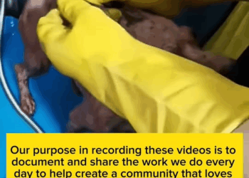 M9010014 Rescue poor abandoned dog part2