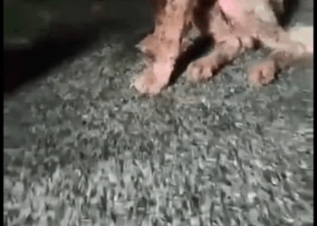 M9010015 📍Update: A member informed us that a kind-hearted adult has accepted the case and paid for all medical expenses. We would like to share the merit.