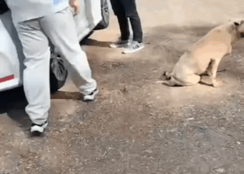 M9010016 📍 Update: Someone has taken the little one to the doctor. Someone kindly accepted the little one’s case. Thank you for your good deeds.