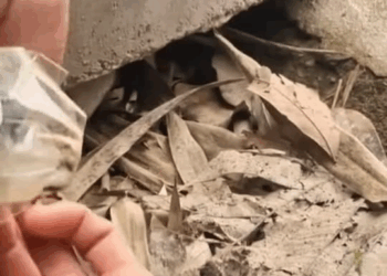 M9010017 #animals #animal #animalrescue #dog #rescue #rescuedog part2