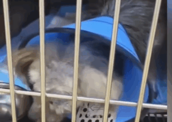 M9010018 Dog with skin disease and blindness was waiting death,it met an angel savior and greated a miracle！ Animal Shelter part2