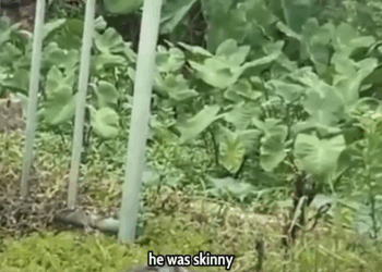 M3009013 I Found a Starving Dog in the Trash… What Happened Next Changed Everything 🐶💔➡️💖 People love animals part2