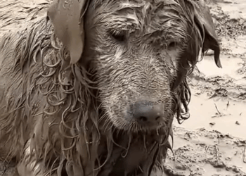 M9010019 Dogs & Cats Resxue Dogs & Cats Resxue part2