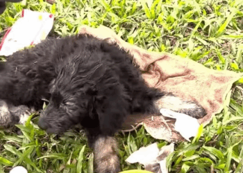 M9010020 #animals #animal #animalrescue #dog #rescue #rescuedog Dogs & Cats Resxue part2