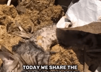 M1110002 💔🙏 This poor little kitten was trapped