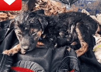 M1110003 The puppy’s cries sounded like desperate calls for help #foryou #animal #dog #puppy #abandoned #rescue #neiperteee #cane #cucciolo #abandonment part2