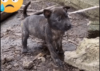 M1110005 Poor Puppy’s abandoned #foryou #dog #animal #puppy #abandoned #rescue #neiperteee #cane part2