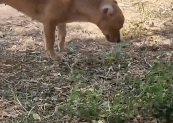 M1110006 Too hot made him weak