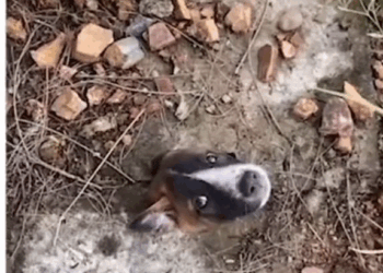 M1110010 Help Puppy #foryou #animal #dog #puppy #abandoned #rescue #neiperteee #cane part2