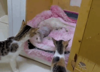 M1110012 Rescue cat #rescue #rescueanimals #fyp #animals #catsoftiktok #rescuecat part2