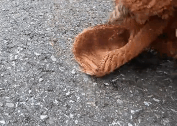 M1110013 Rescue a puppy lost its mother… so poor 😔 #animals #rescue #rescueanimals #animalsoftiktok #puppy #dogsoftiktok #dog #fyp part2