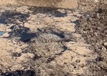 M1110015 Today, an Arabian hyena was rescued from a spring in the Qayyarah desert.