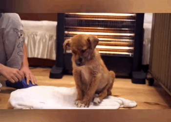 M1110017 anjing beruntung diselamatkan oleh seseorang baik hati #fyp #animals #hewan part2