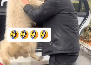 M1110018 Un chien perdu, une famille au grand cœur, et une petite fille déterminée à changer son destin