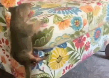 M1110020 The squirrel was robbed of its house, fell from a height and broken both legs #rescue #rescueanimals #animals #animalsoftiktok #squirrel part2