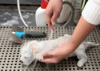 M1110021 Rescue a puppy on the road #rescue #animal #animalsoftiktok #rescueanimals #puppy #puppytiktok part2