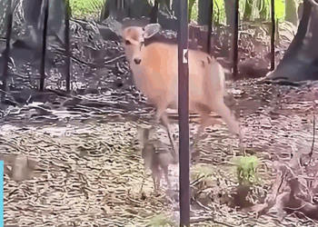 M3009014 “A Second Chance Fawn’s New Beginning 🦌🌱” part2