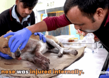 M1110022 She had just been hit by a car… part2