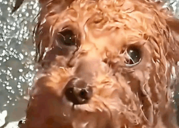 M1110023 rescuing a wandering puppy shivering in the rain#animalsoftiktok #rescueanimals #dogsoftiktok #rescuedog #funnydog #dog part2