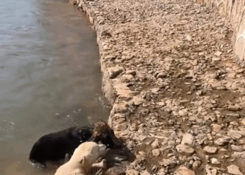 M1110029 Dog Saved Dog #foryou #animal #dog #puppy #abandoned #rescue #neiperteee #cane part2