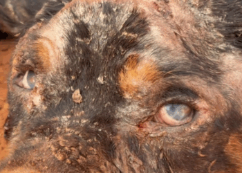 M1110014_Abandono é crime! Na região do Formigueiro, em Várzea Grande, encontramos esse pequeno guerreiro à beira da estrada,_part2