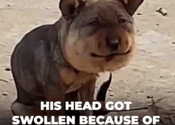 M1110016_This dog’s head is heavier than his body because of his former owner_part2