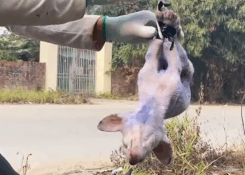 M1110026_Rescue a puppy #rescue #animal #animalsoftiktok #rescueanimals #puppy #rescuedog _part2