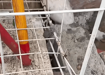 M1110028_Rescue the puppy screaming in the cold wind dog rescue_part2