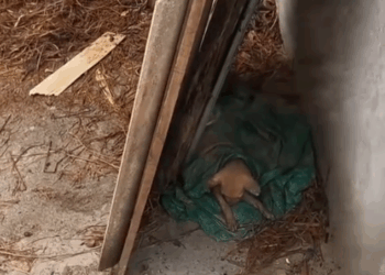 M1110011_Puppy Abandoned #foryou #animal #dog #puppy #abandoned _part2