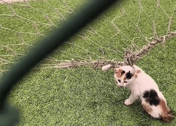 M1410001 #cat #catsoftiktok #poorcat #rescuecats part2