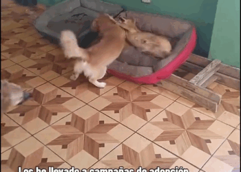 M1410003 SJL Lima Perú, Por favor 🙏 ayúdenme a compartir y darles un hogar 🙌, ellos también merecen una segunda oportunidad #adoptanocompres #videov part2