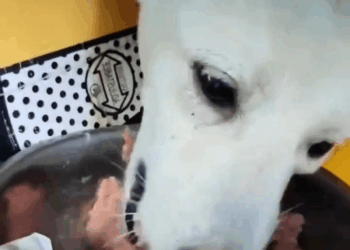 M1410004 I rescued a puppy with an injured leg