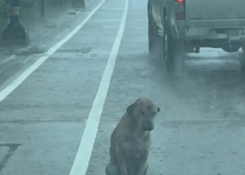 M1410005 There’s no place to stay🥺 I’ll probably go hungry. #IfYouDon’tLoveMeDon’tHurtMe #StrayDogsHaveHearts❤🐕 part 2