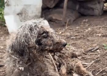 M1410007 Do you believe in miracles happening🤩🤩 #puppy #rescue #fouryou part2