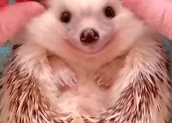 M3009015 Poor baby hedgehog #hedgehog #babyhedgehog #hedgehogsoftiktok #animals #animalsoftiktok #animalrescue part2