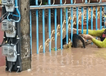 M1410008 Help a dog that was swept away by the current and stuck in the gate of the house. #Safe now part 2