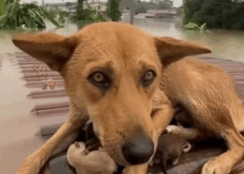 M1410009 Water up to the roof part 1