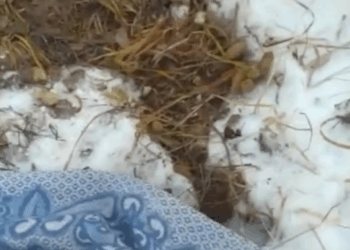 M1410013 Paralyzed Dog Abandoned In The Snow 💔