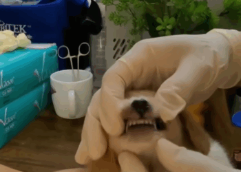 M1410018 This abandoned puppy was saved thanks to a wonderful woman