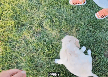 M1410019 I Found a Lonely Puppy… What Happened After Will Melt Your Heart 🐶🥺💖 People love animals part2