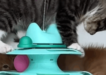 M1410020 I Found Two Tiny Kittens Near a Trash Bin… What Happened Next Will Melt Your Heart 😭🐱❤️ #fblifestyle People love a part2