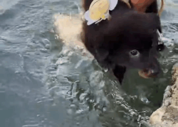 M1410021 Rescued a little black puppy