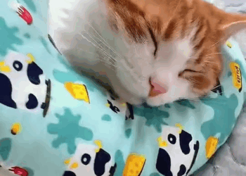 M1410022 A woman saw a stray cat being bullied by a group of dogs, and she bravely stepped forward to save the kitten