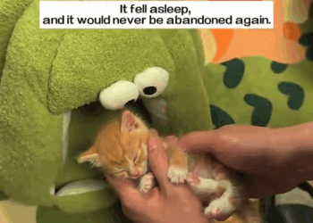 M1410023 I saw an abandoned kitten chasing a car