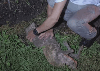 M1410024 Tessa rescue part2