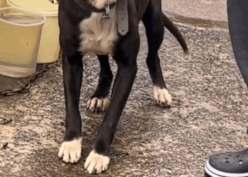 M17100011Falei sobre isso hoje mais cedo aqui nos meus stories