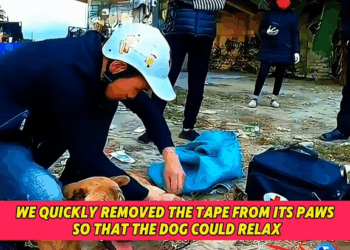 M1710002 Rescue Team save Dog Life video 2