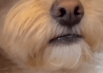 M1710008she is crying #dog #poordog #dogsoftiktok #doglover #dogmom #sadtiktok part1