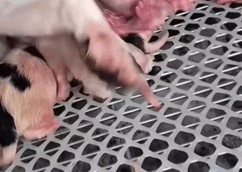 M1710009 Hermosa madre de cuatro patitas y sus bellos bbs #dogvideo #dogsoftiktok #dog #poordogvideo #poordog #hhy72462acz part1 part2