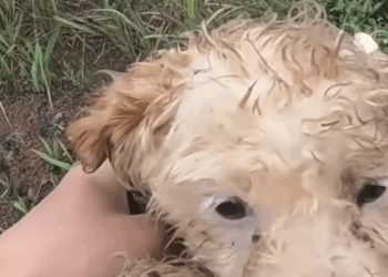 M17100010While taking out trash, witnessed heartbreaking scene_part2